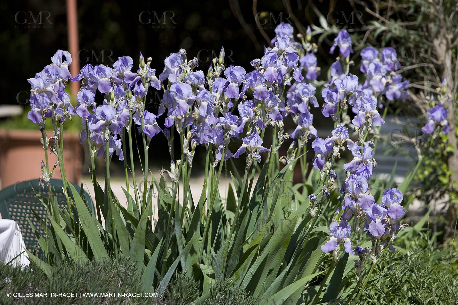 01 05 2008 - Saint Rémy de Provence (FRA, 13) -  Les Iris