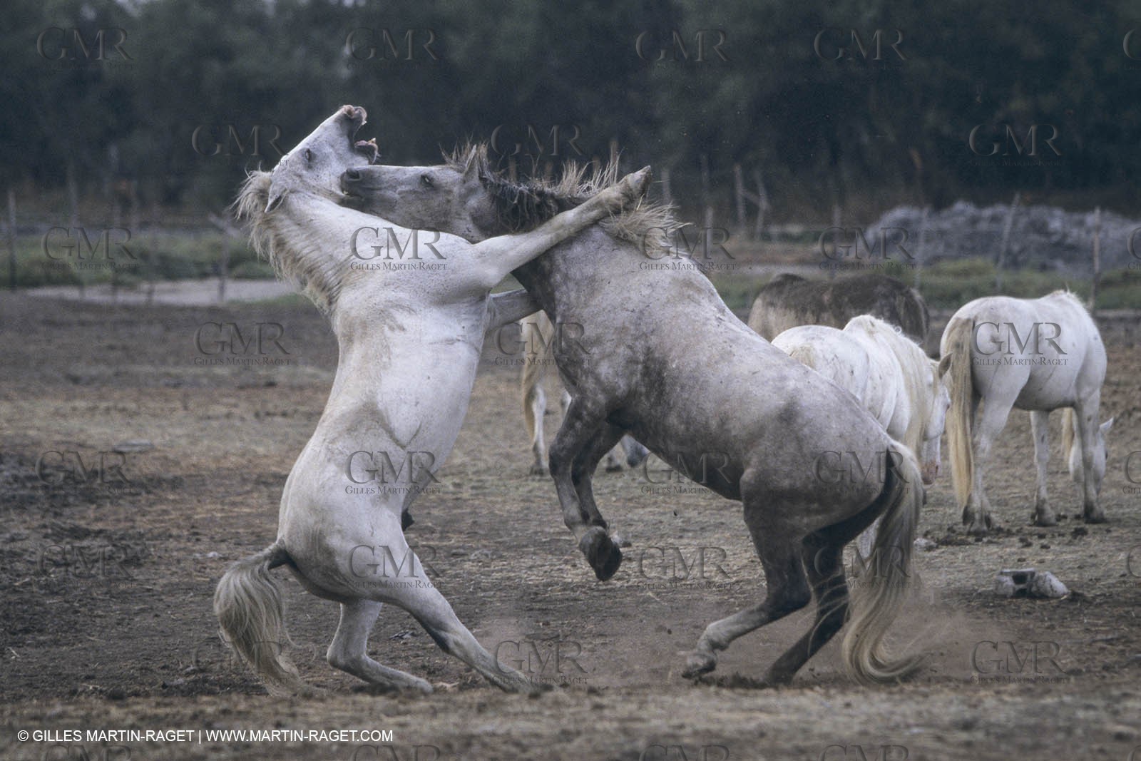 France, Provence, Camargue, White horses from Camargue