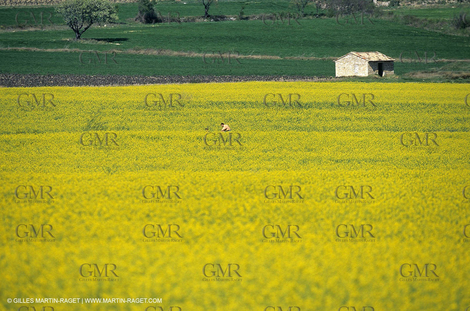 Alpilles (FRA,13), Rape fields