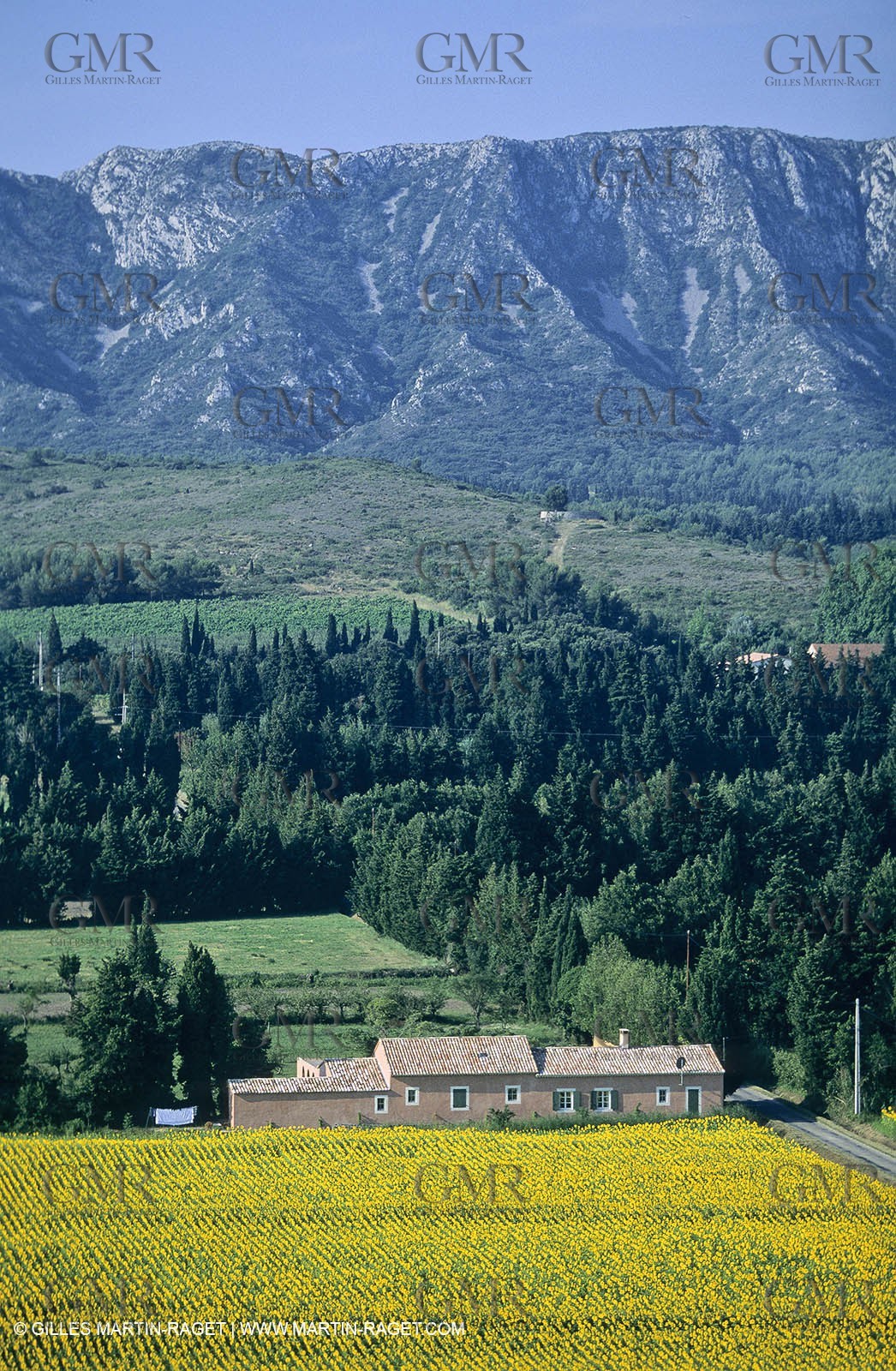 Alpilles (FRA,13) - Sunflower fields