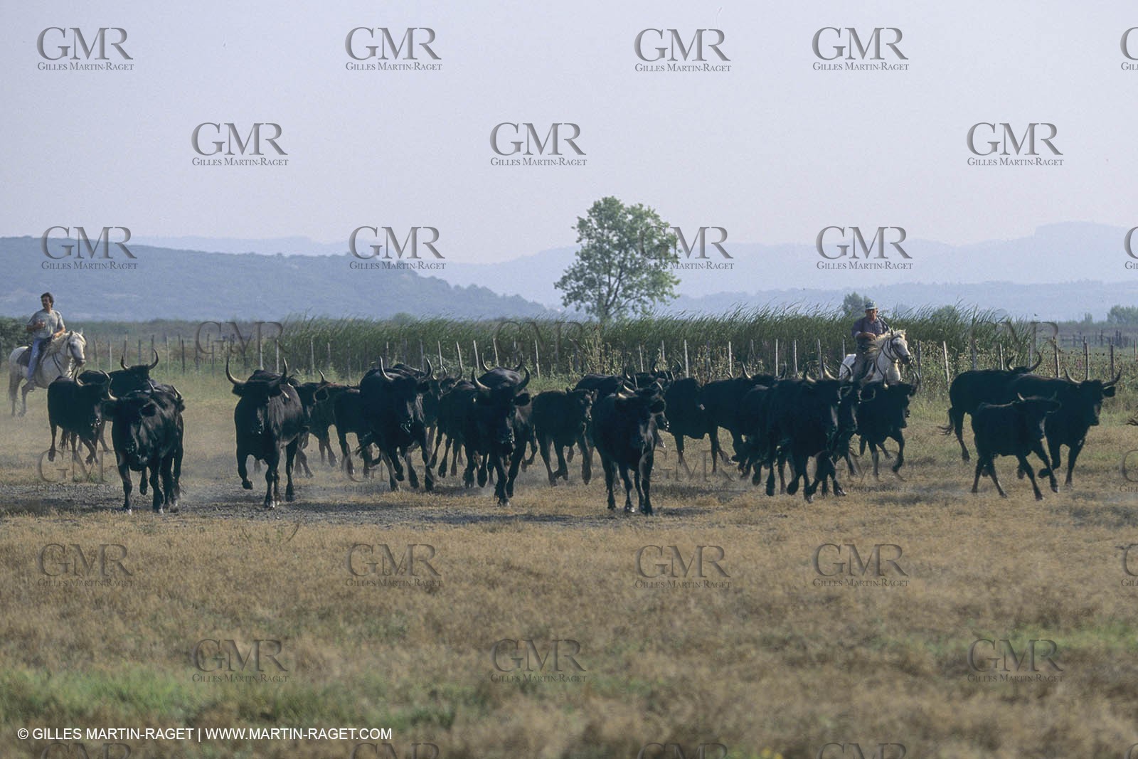 France, Provence, Camarggue, Taureaux de Camargue, bulls