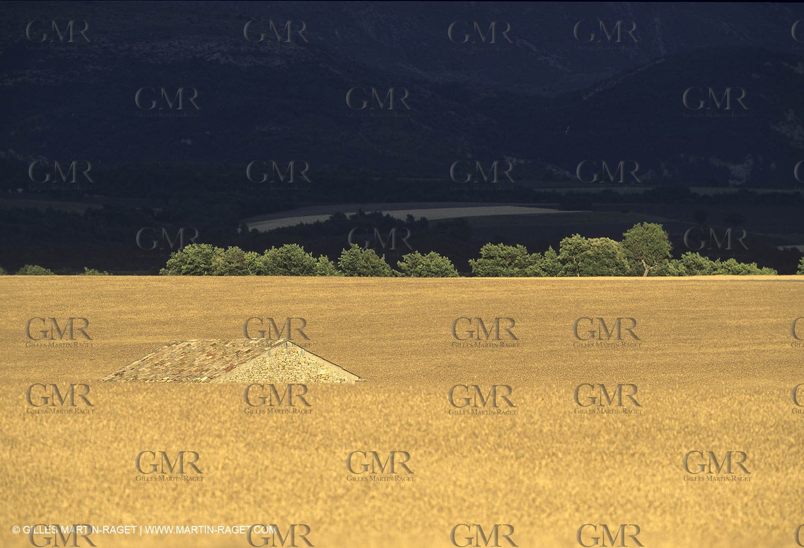 Corn field on Valensole plateau