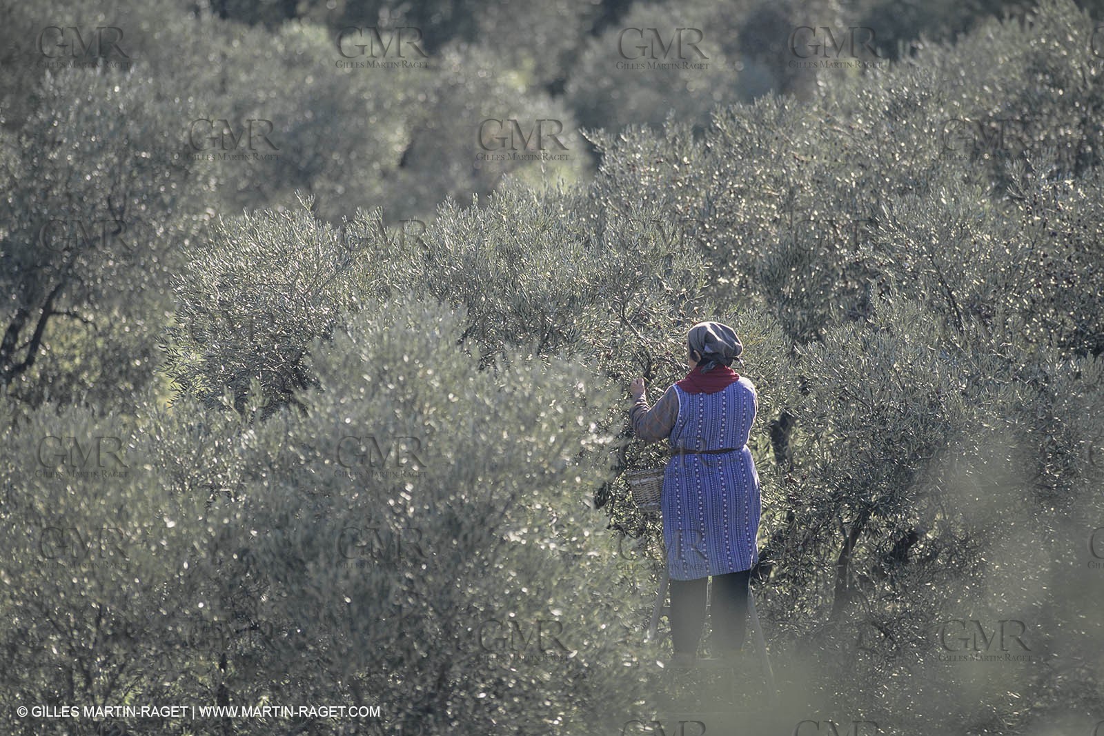 France, Provence, Alpilles, AOC Vallée des Baux, olive trees fields, olive oil production