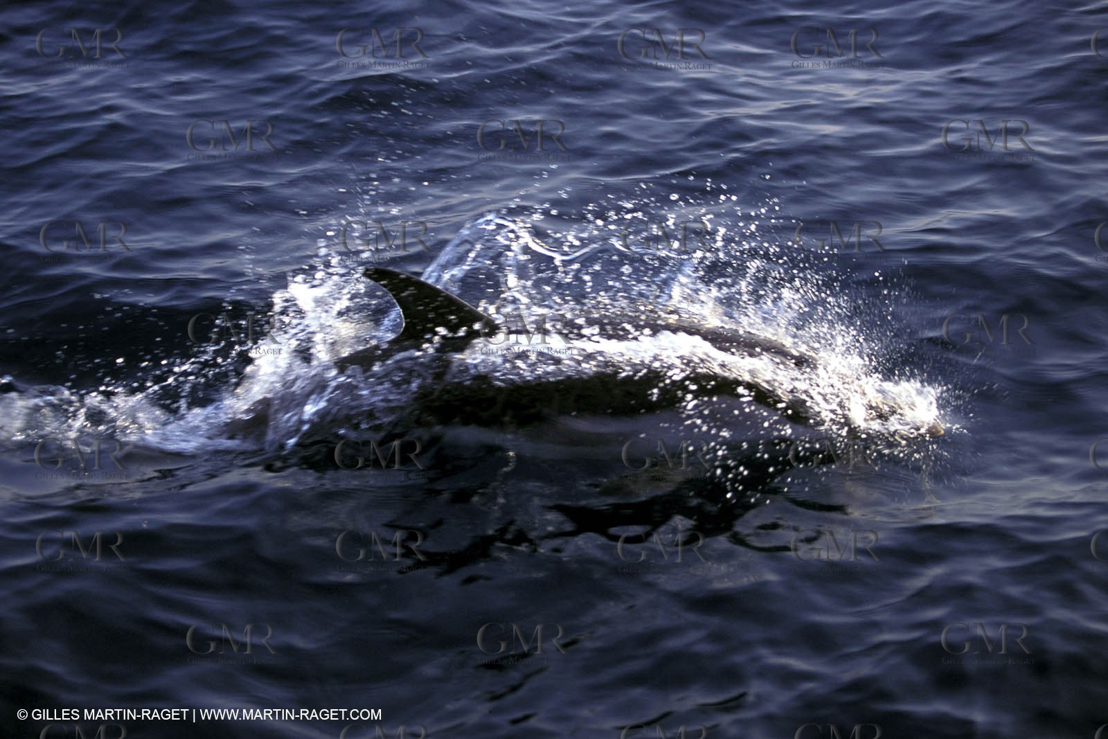Marine animals