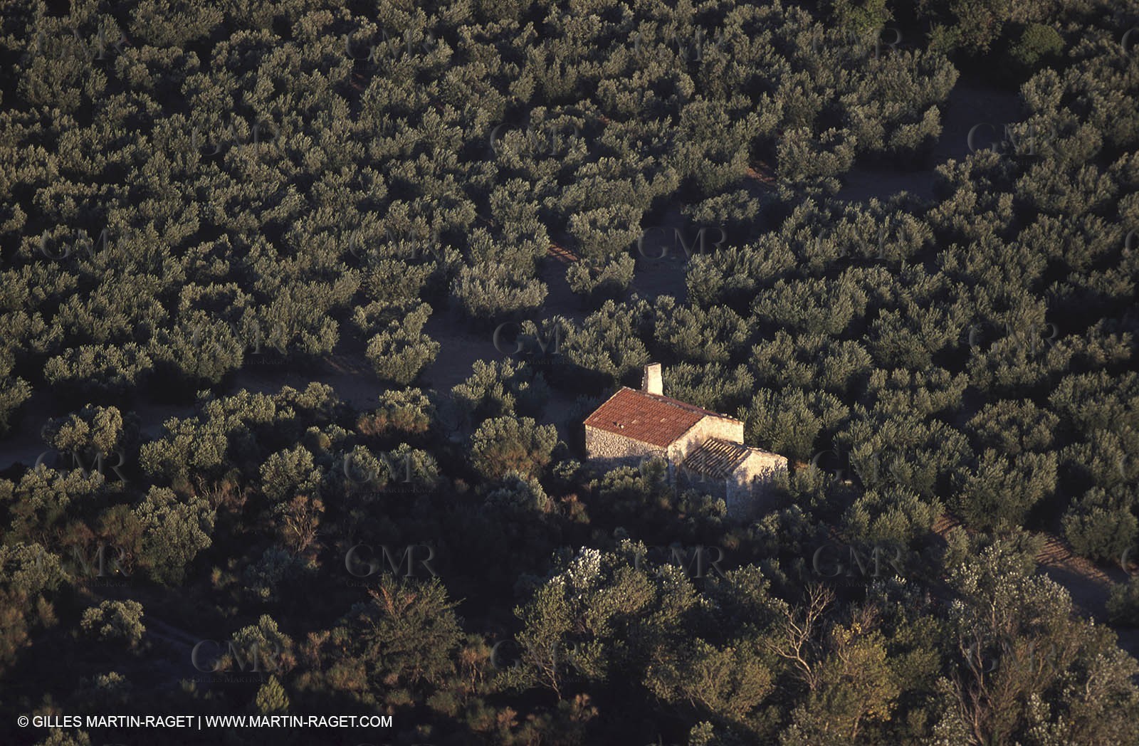 Baux de Provence valley olive tree fields