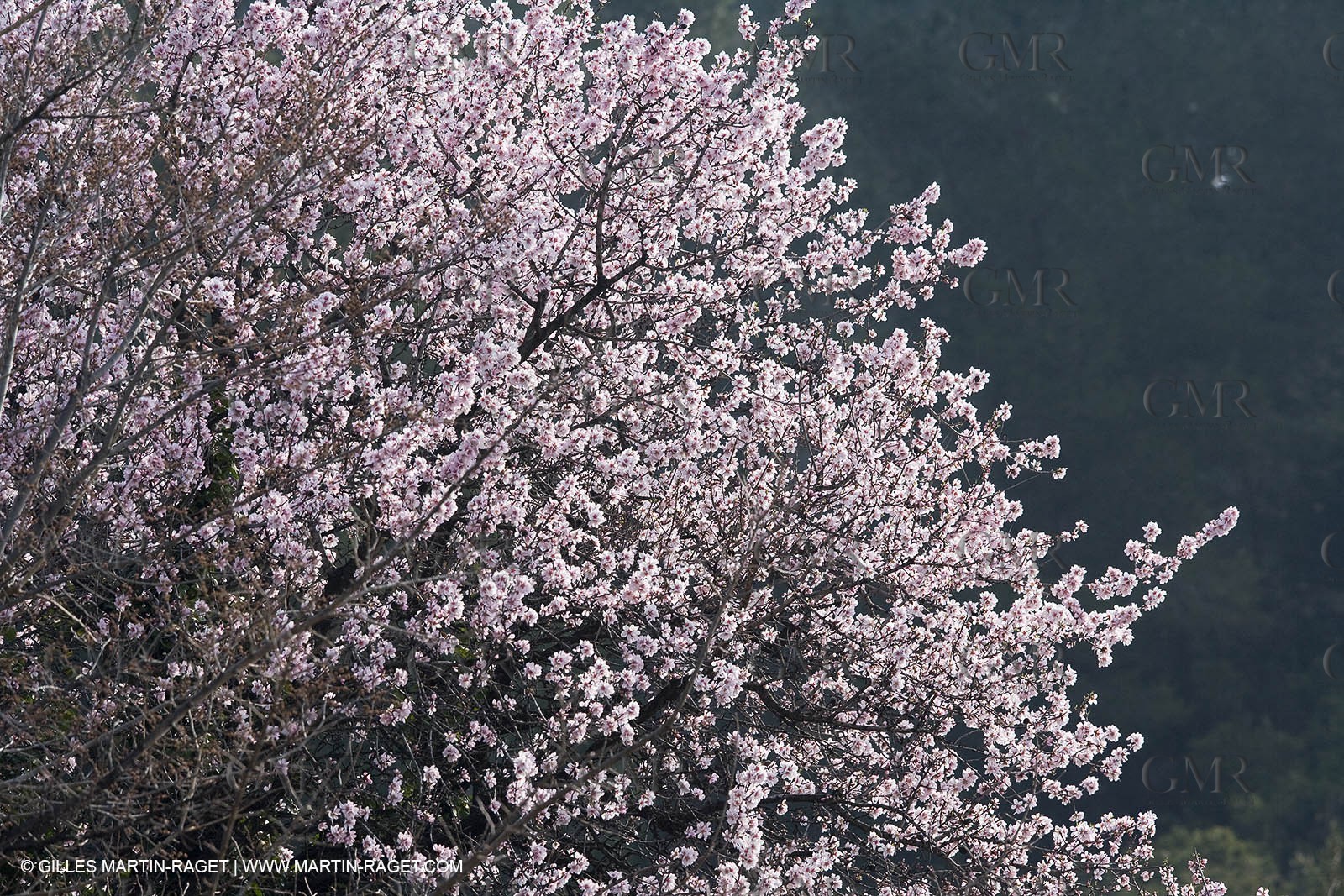 16 02 2008 - Les Baux de Provence (FRA, 13) - Alpilles hills landscapes