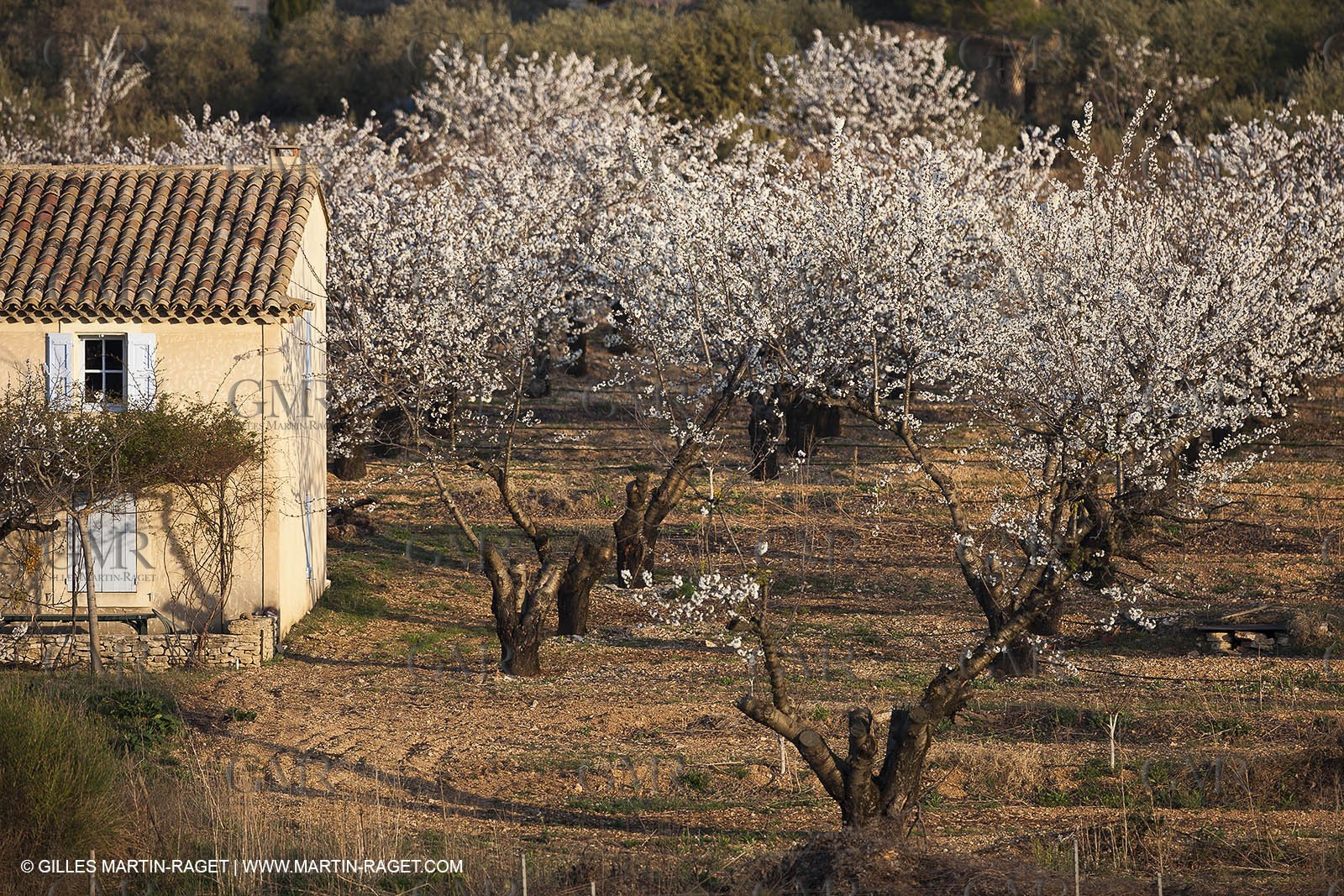 March 30th 2012 - Saint Saturnin les Apt (FRA, 84) - blooming cherry trees