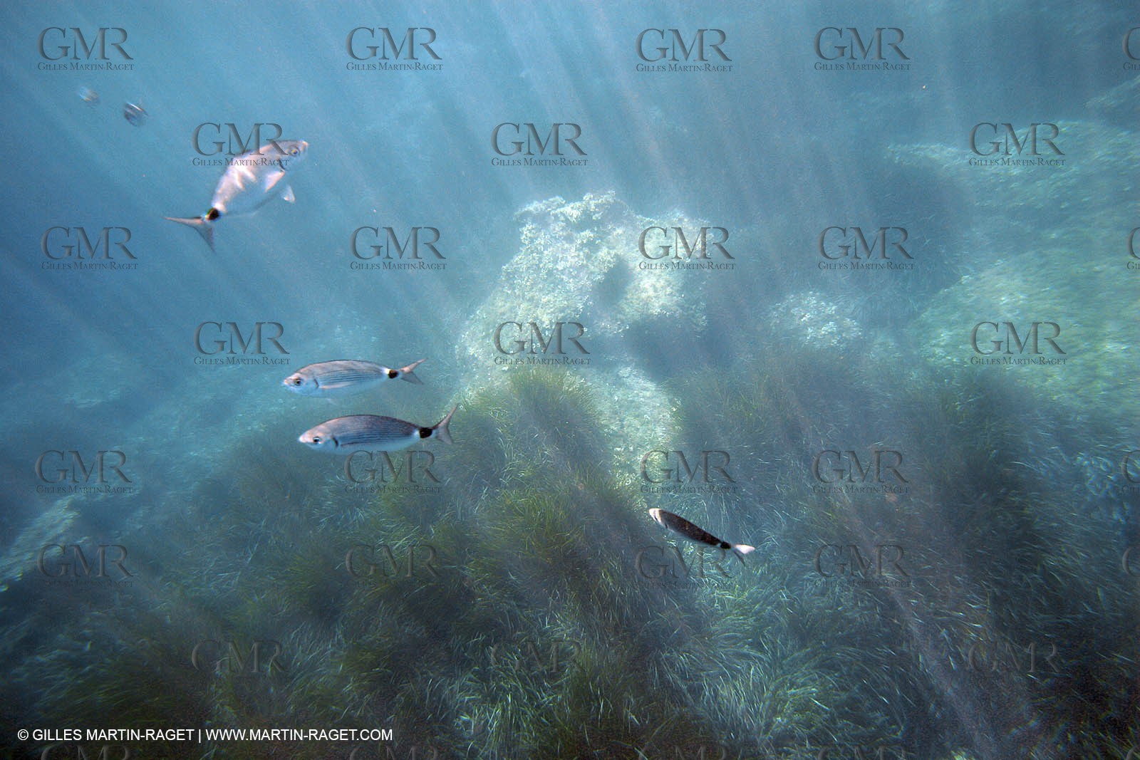 2005, Port Cros Island