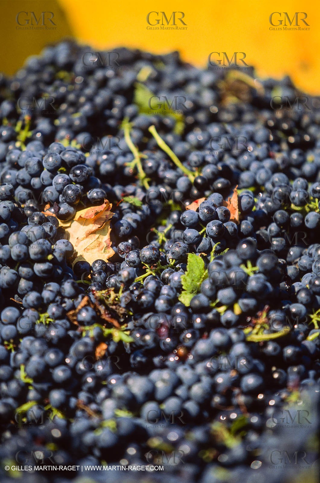Provence, Harvest time