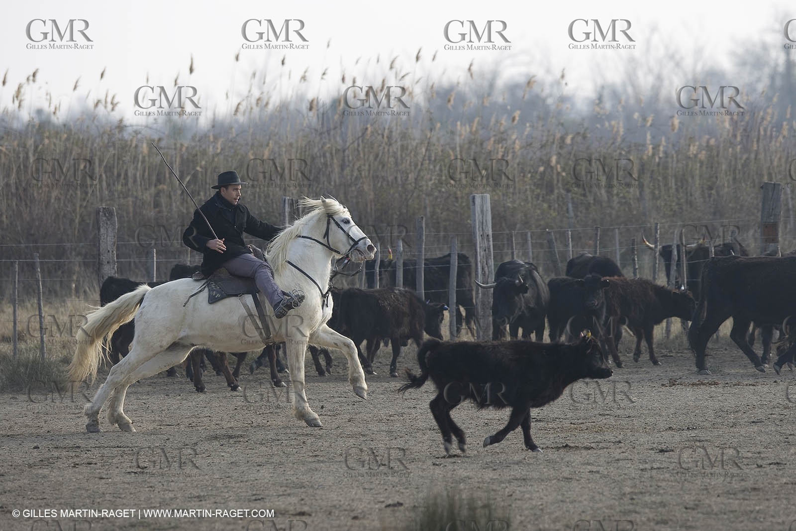 17 02 2008 - Les Saintes Maries de la mer - Camagri - Bull chasing