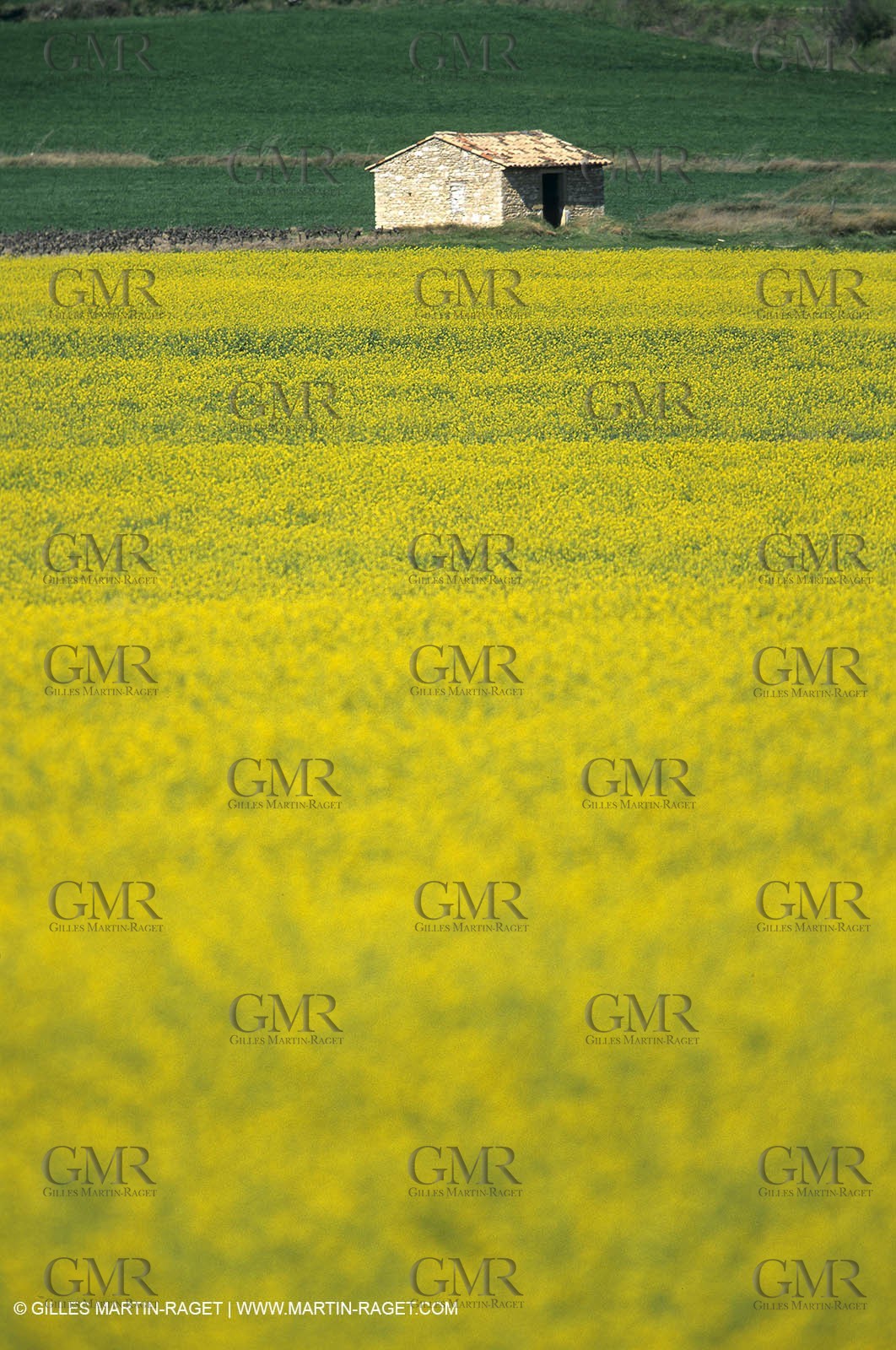 Alpilles (FRA,13), Rape fields