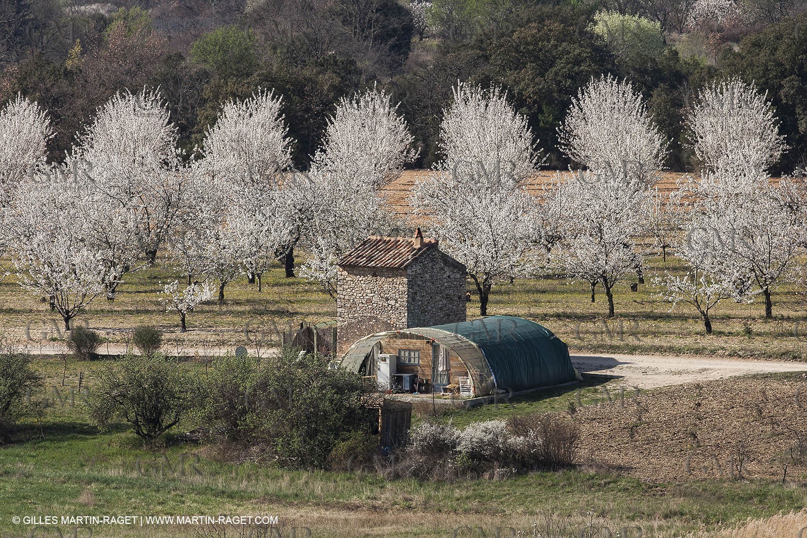 March 30th 2012 - Saint Saturnin les Apt (FRA, 84) - blooming cherry trees