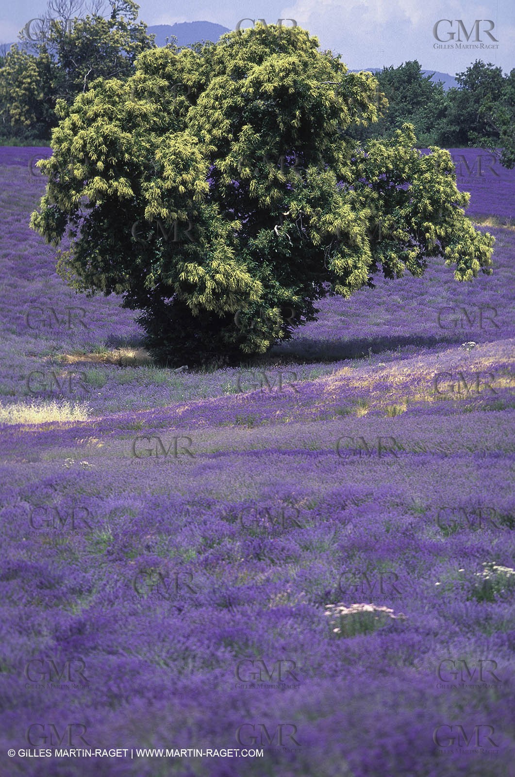 Hgher Provence - Lavender fields