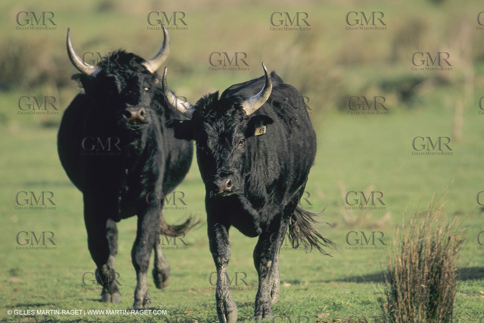 France, Provence, Camarggue, Taureaux de Camargue, bulls