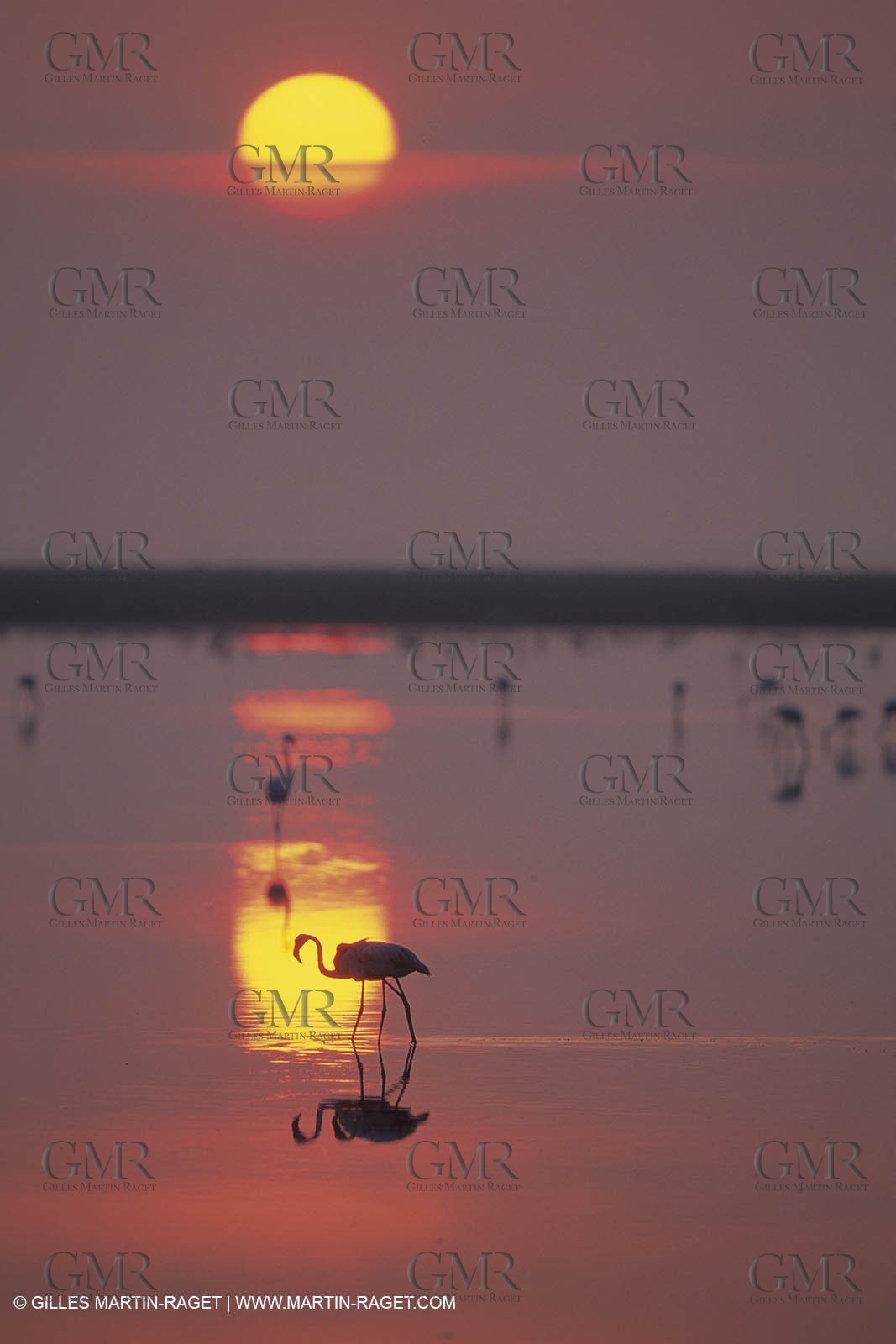 France, Provence, Camargue, Birds, Flamants, flamingos