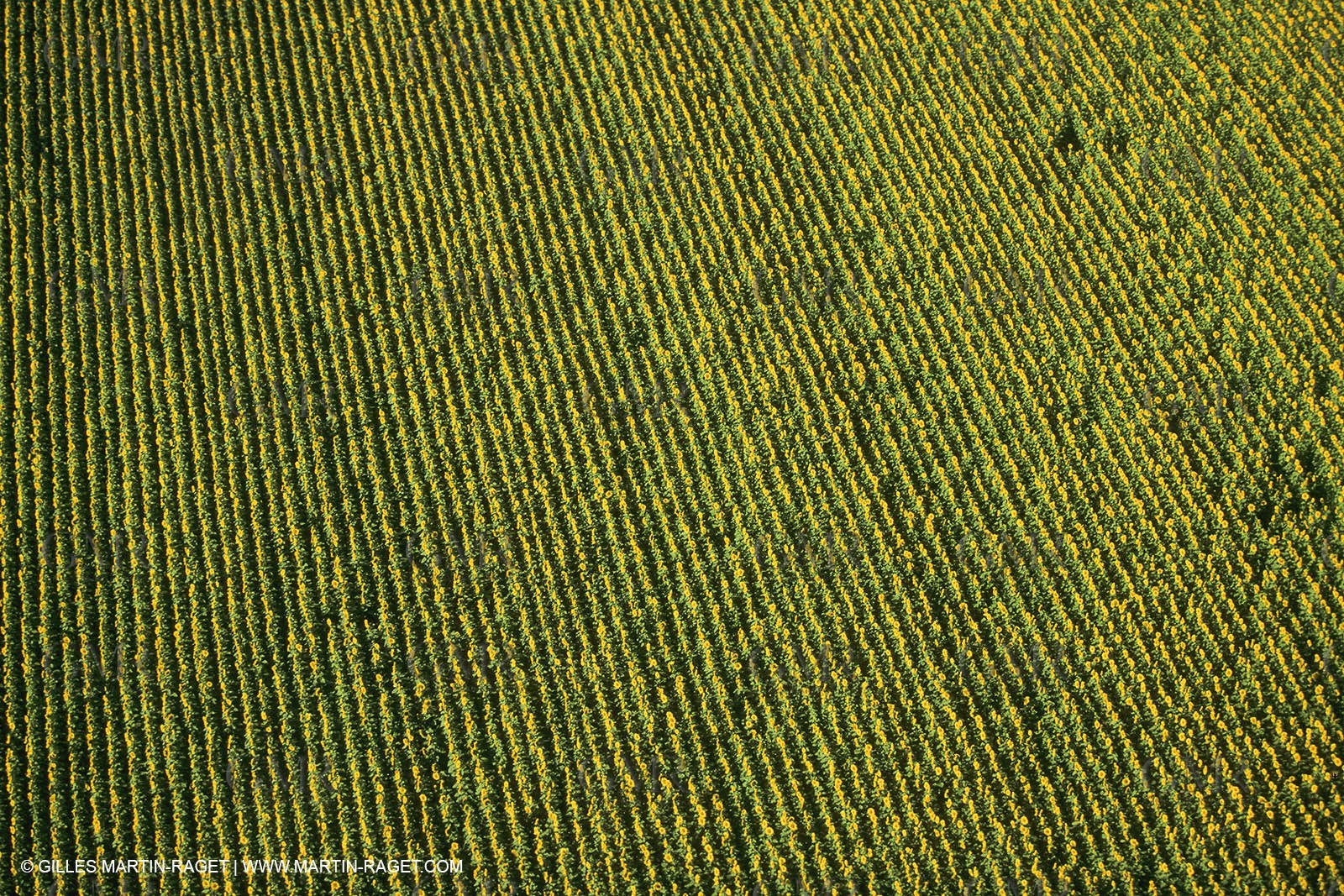 France, Provence, Champs de tournesols