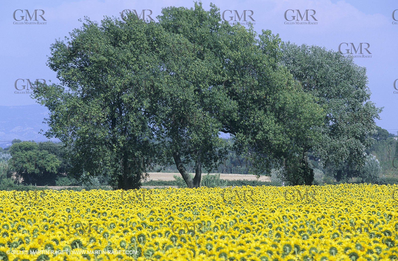 Alpilles (FRA,13) - Sunflower fields