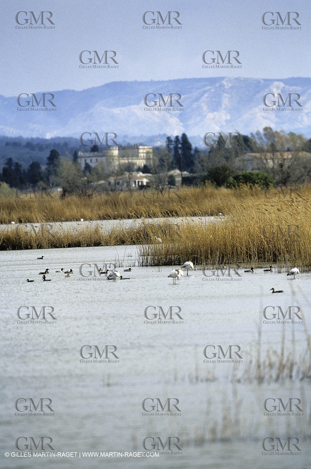 Camargue (FRA,13) - Flamingos in the Camargue