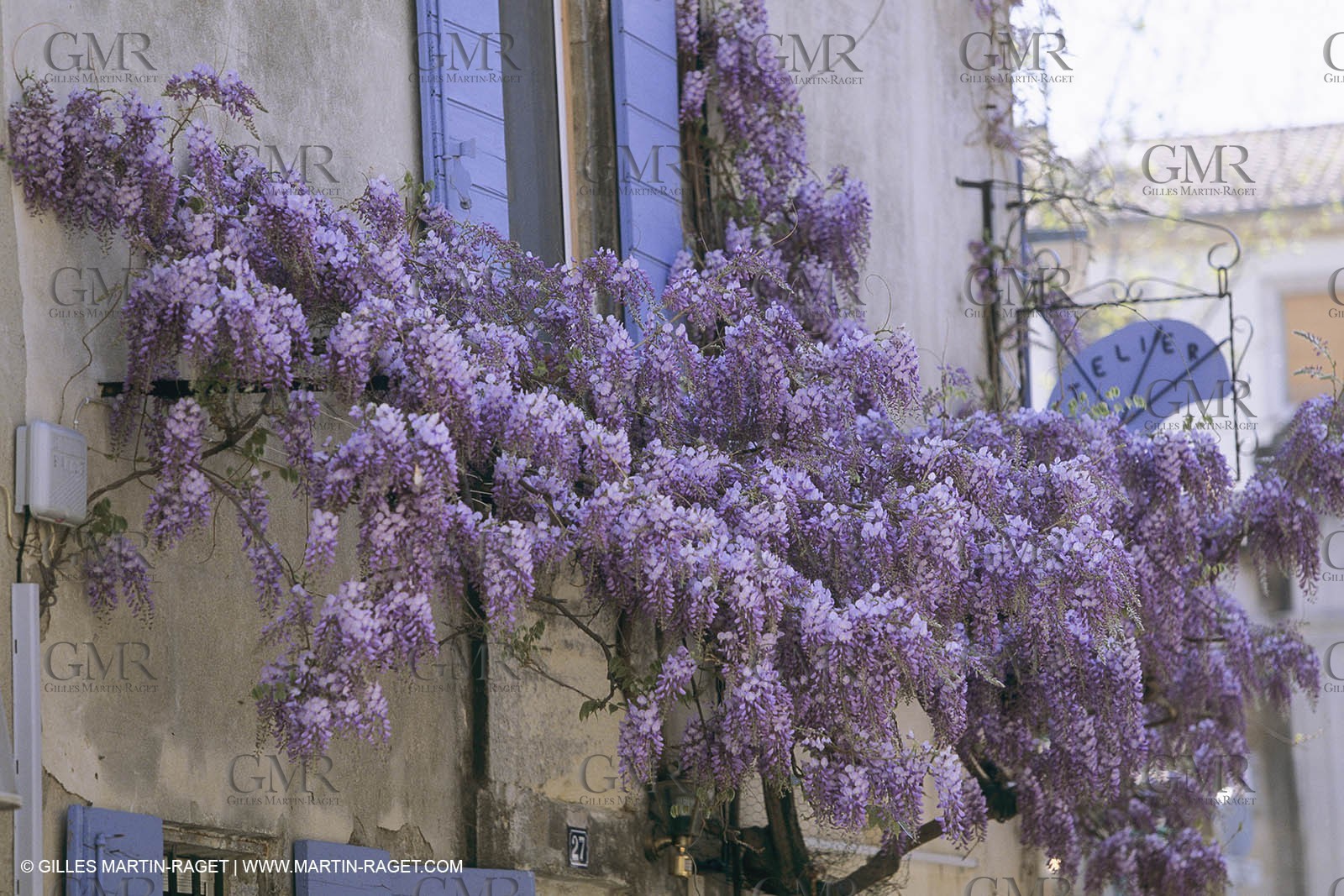France, Provence, Glyines en fleur