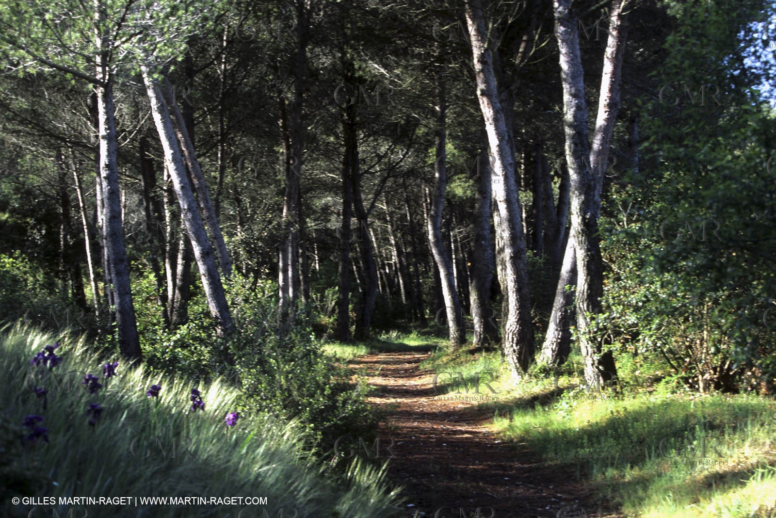Alpilles countryside