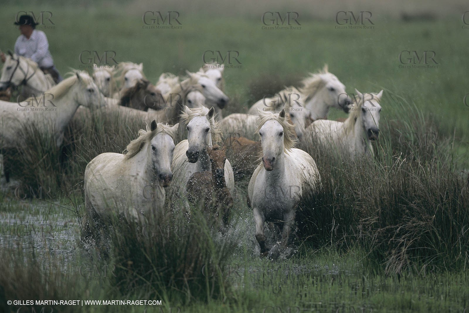 France, Provence, Camargue, Gardians de Camargue, métier, fêtes, élevage, tri