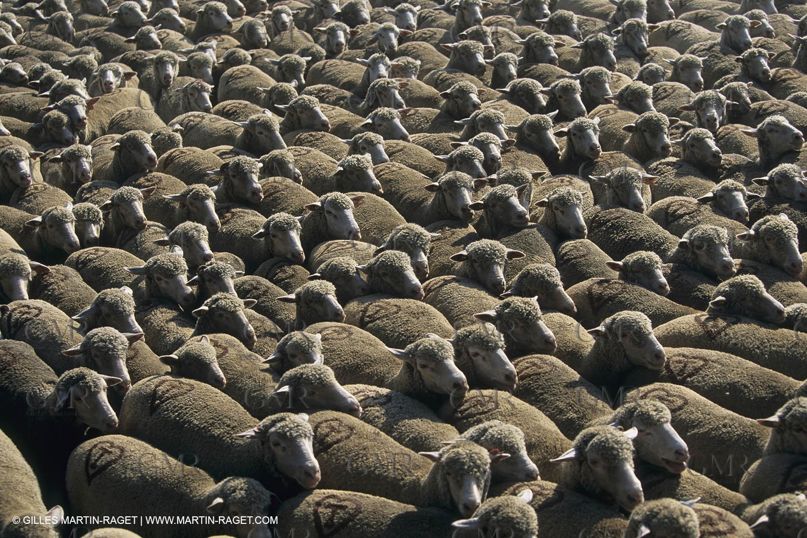 France, Provence, Moutons, bergers, élevage, transhumance