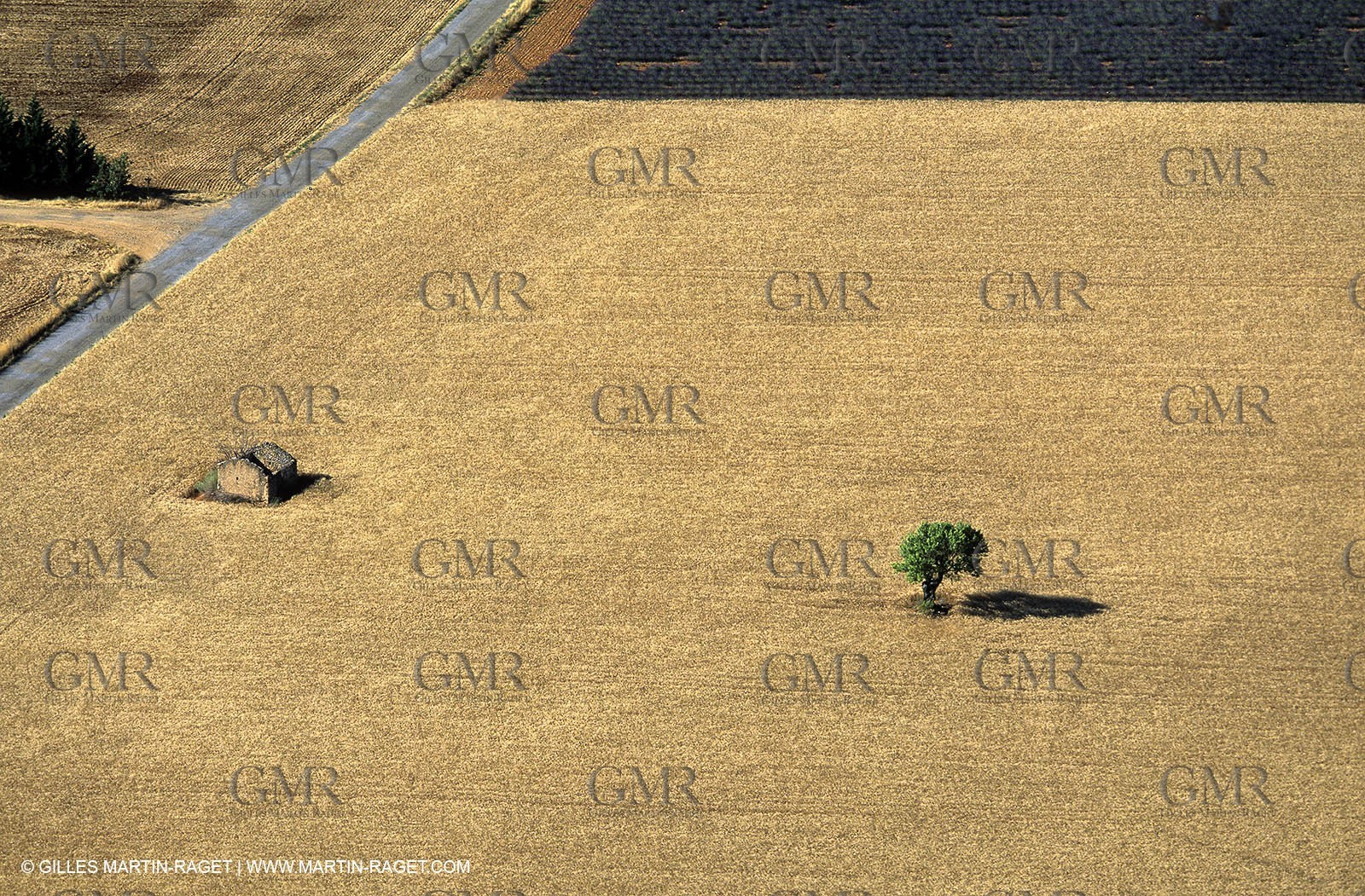 lavander fields , 2005  , Valensole plateau