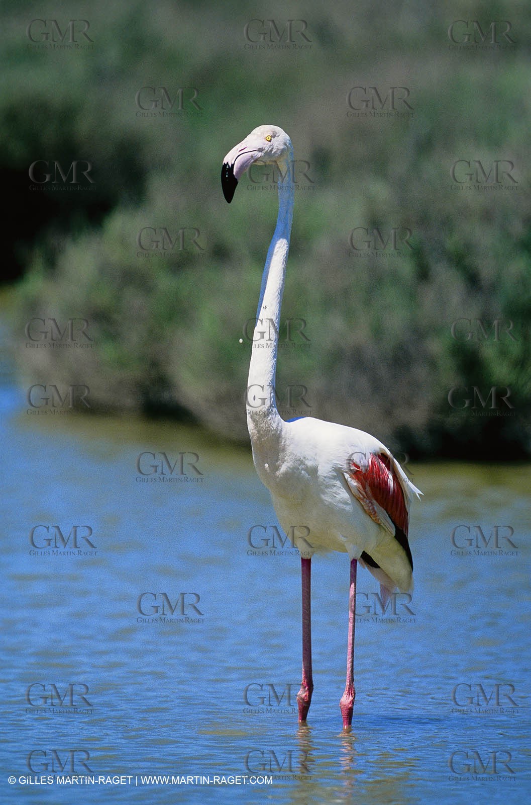Camargue (FRA,13) - Flamingos in the Camargue