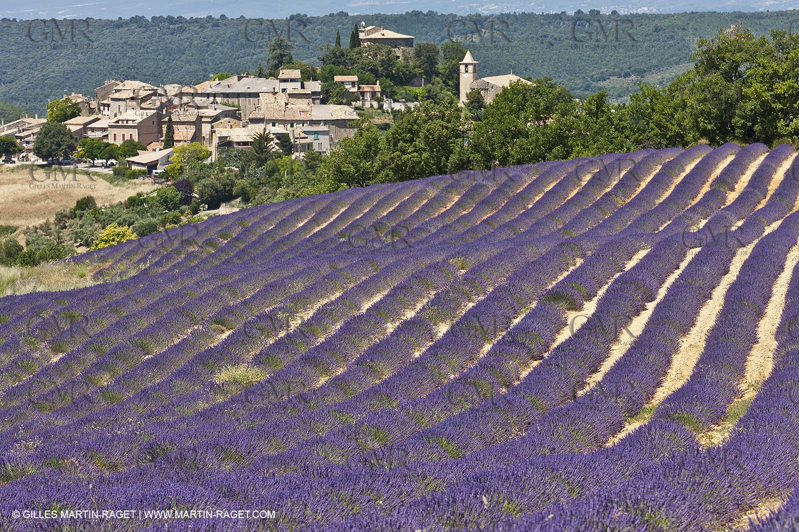 27 06 2011 - Entrevennes (FRA, 04) - Champs de lavande