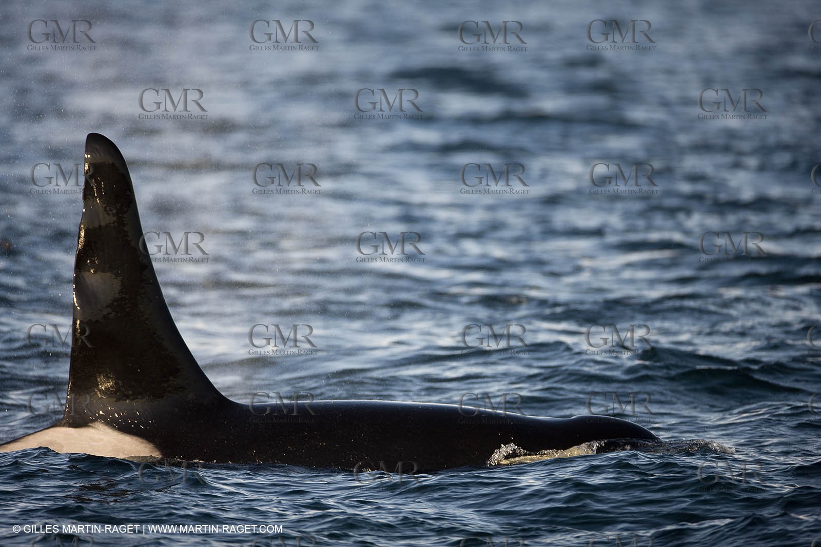 Marine animals