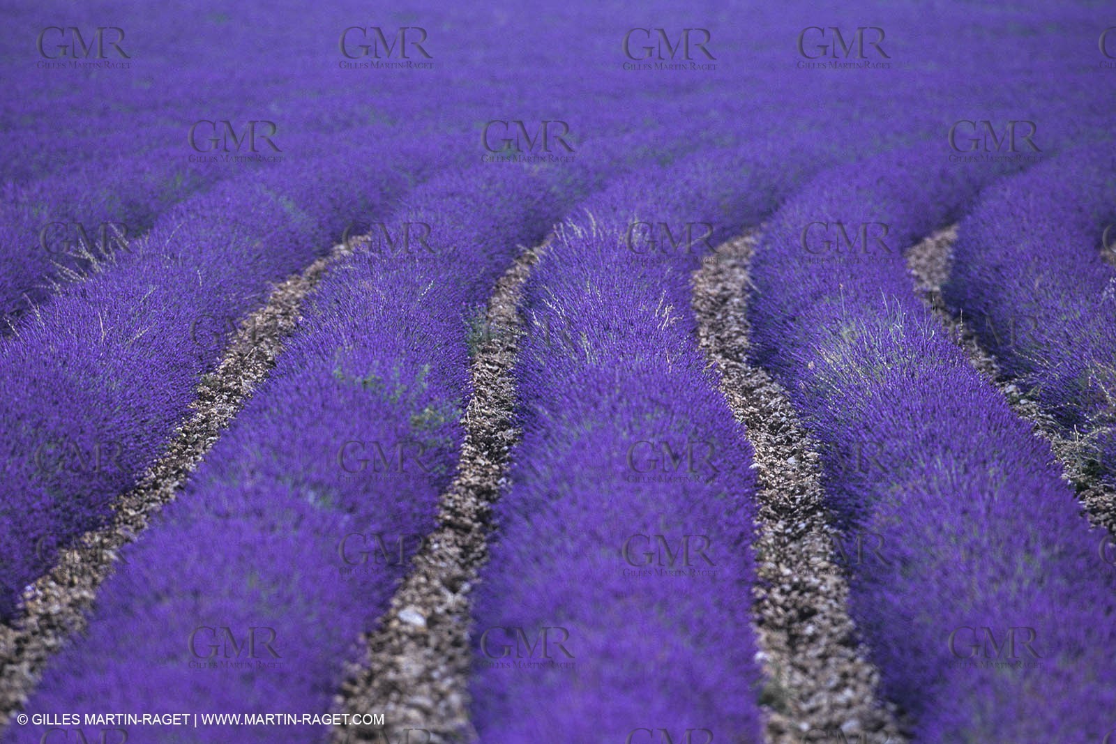 France, Provence, Lavender fields