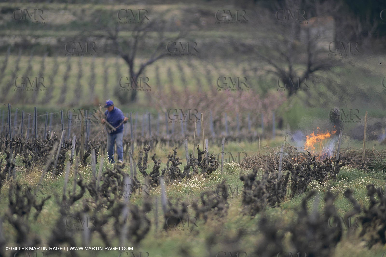 Vin, Vigne , Vendanges, vignification, vignobles, France, Provence, Côte du Rhône, Rosé