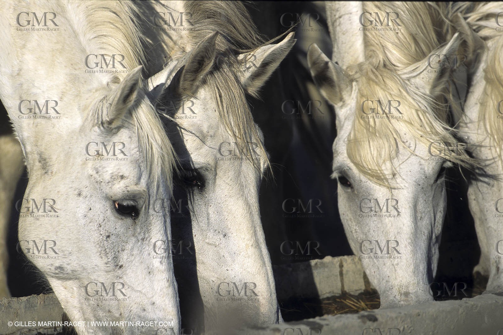 Camargue horses