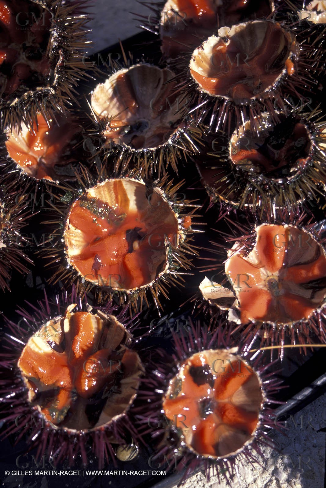 Making Bouillabaisse