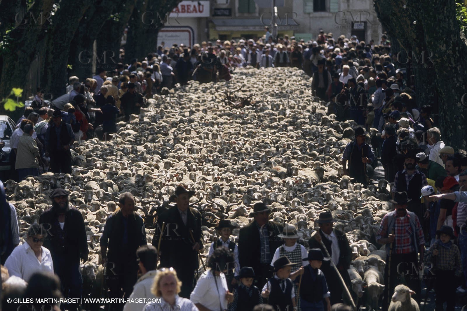 France, Provence, Moutons, bergers, élevage, transhumance