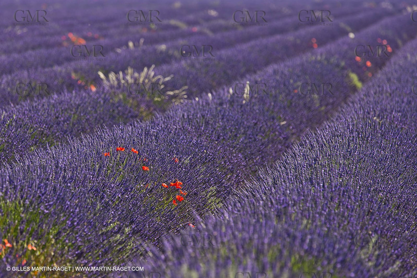 27 06 2011 - Valensole (FRA, 04) - Lavander fields