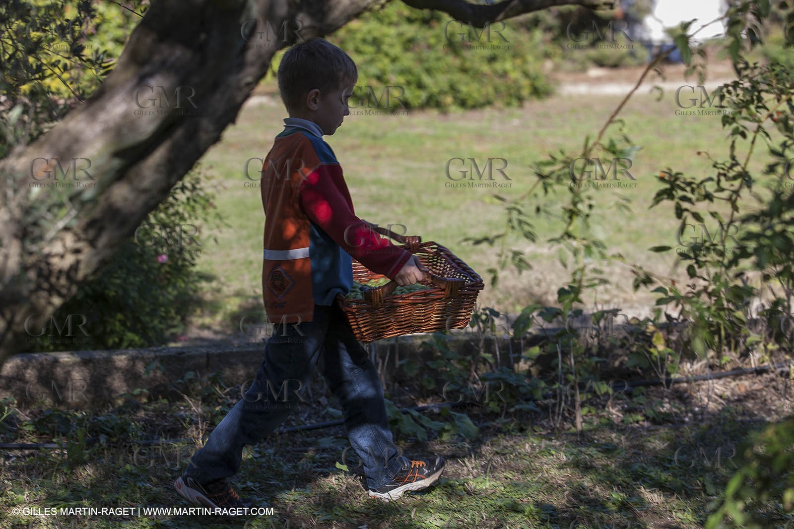7 11 2012 - Saint Etienne du Grès (FRA,13, Alpilles) Olive harvest at Vallon Raget