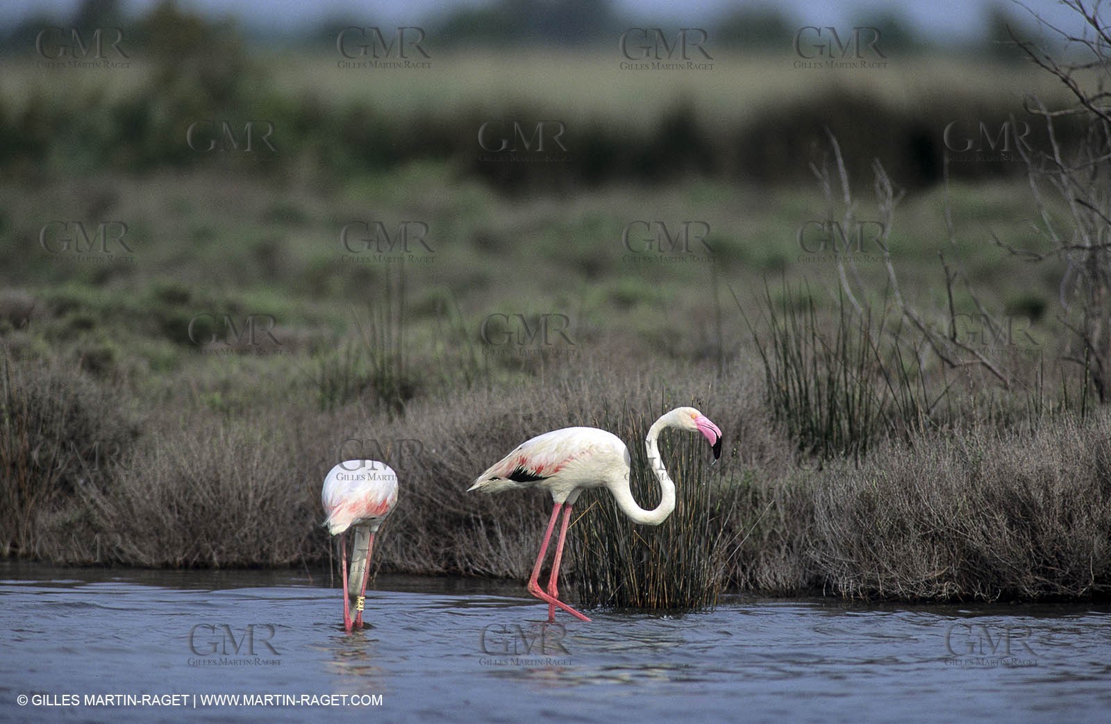 Pink Flamingos - Camargue