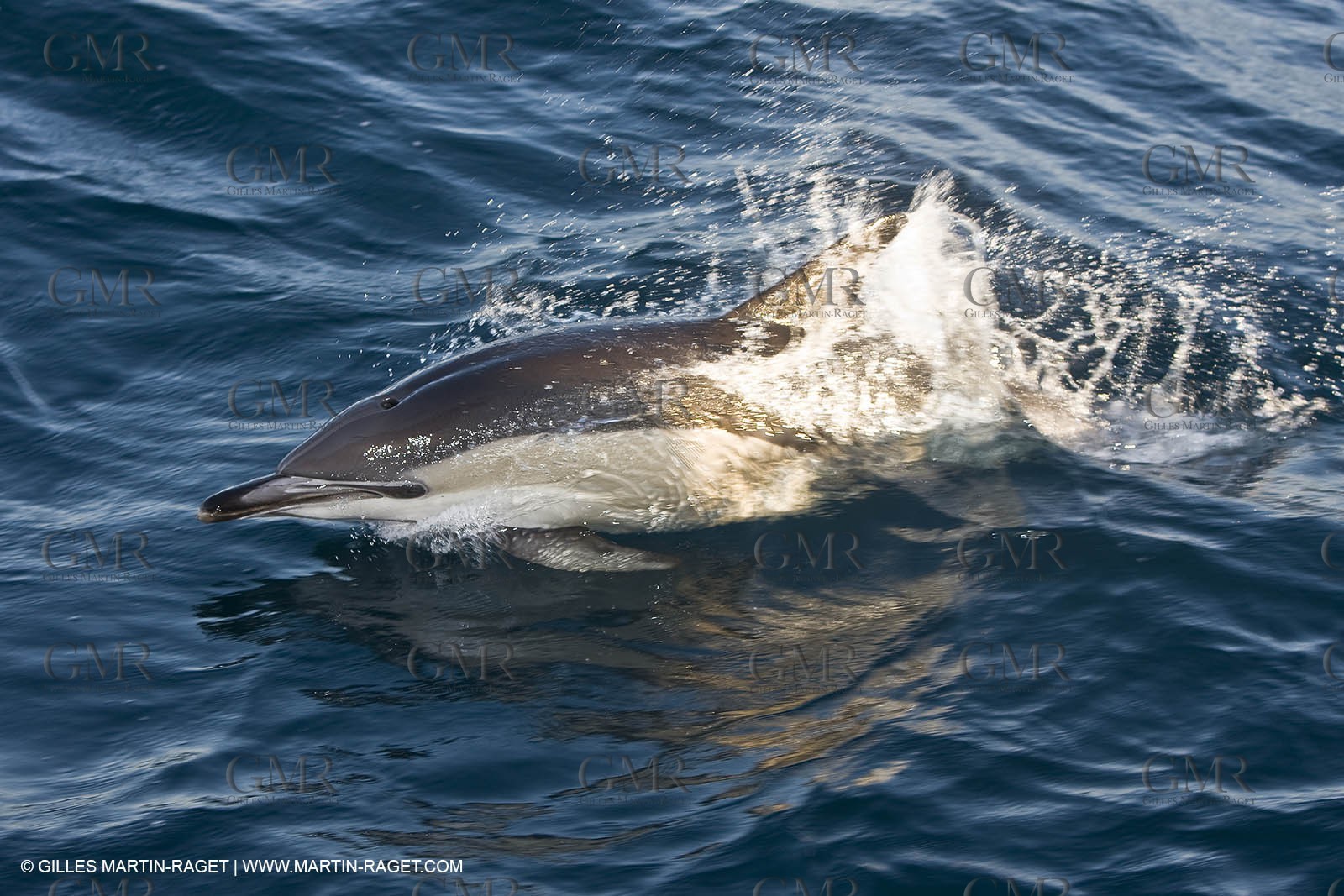 Marine animals