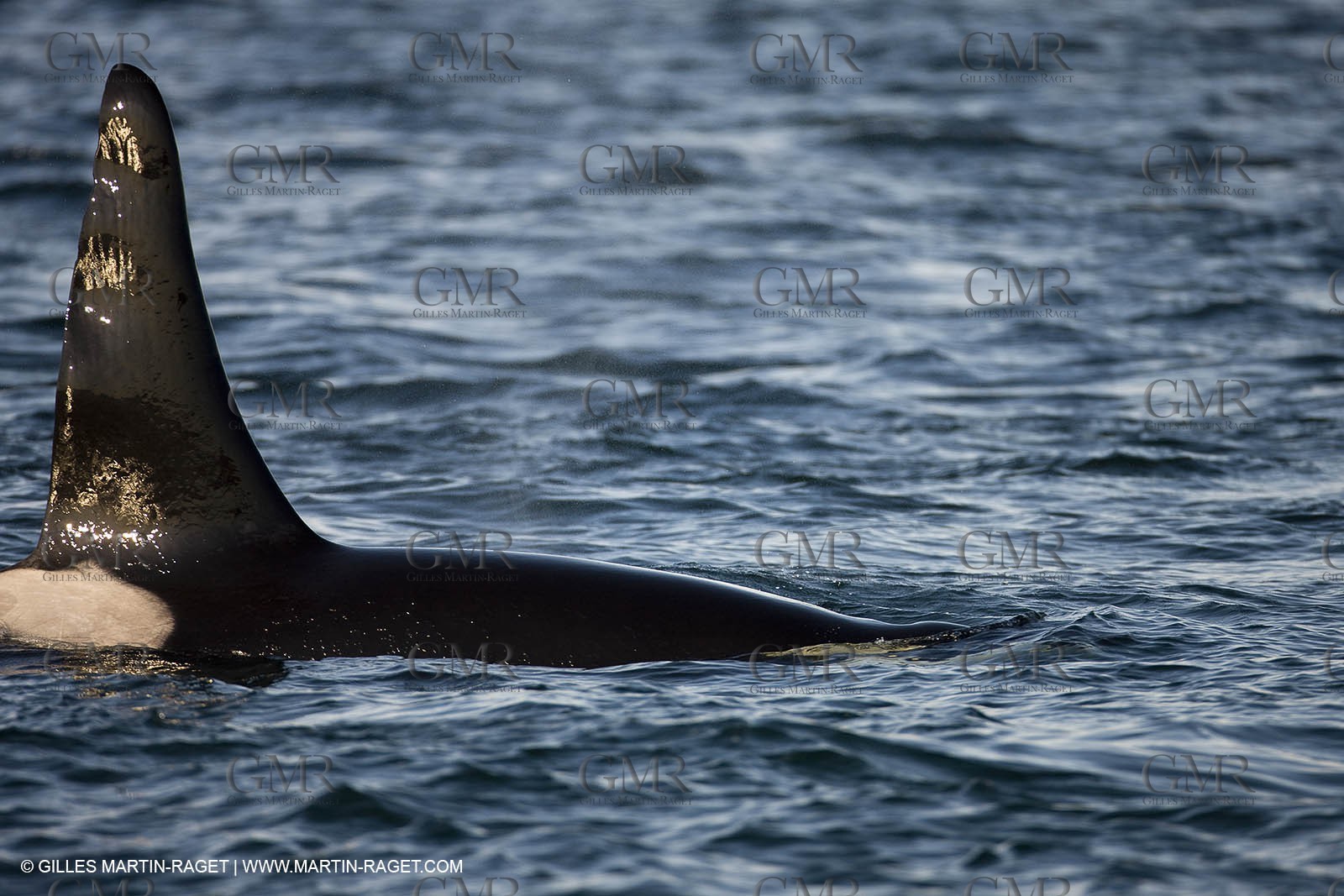 Animaux marins