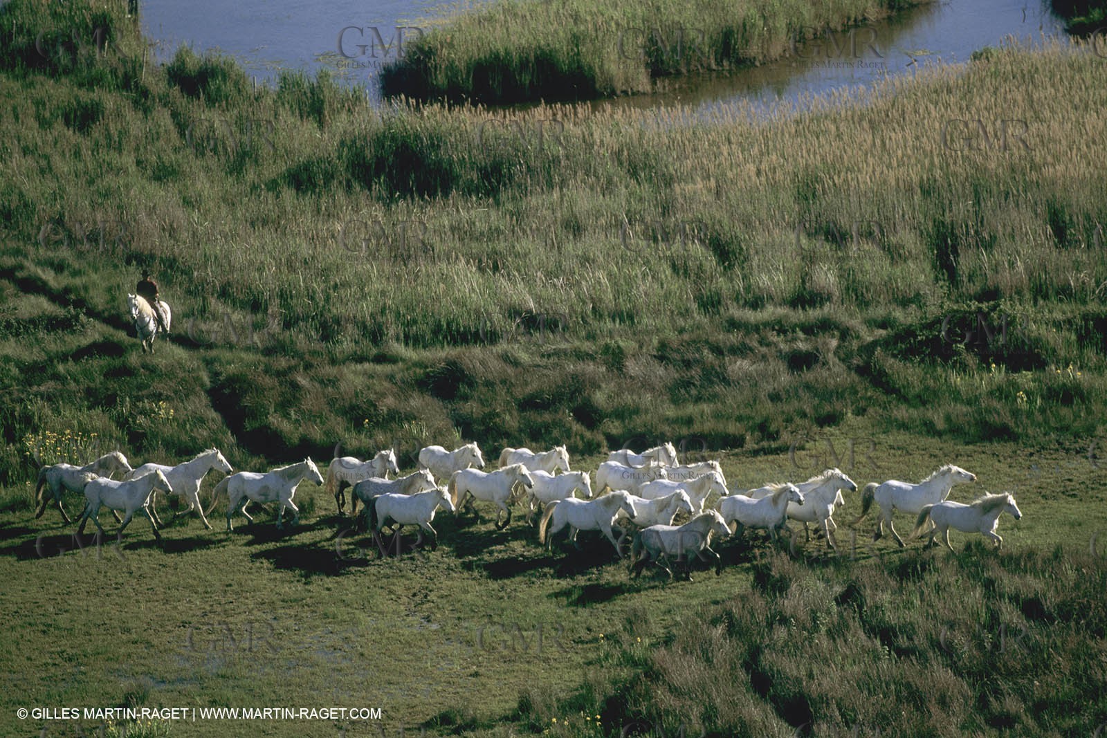 France, Provence, Camargue, chevaux   Horses