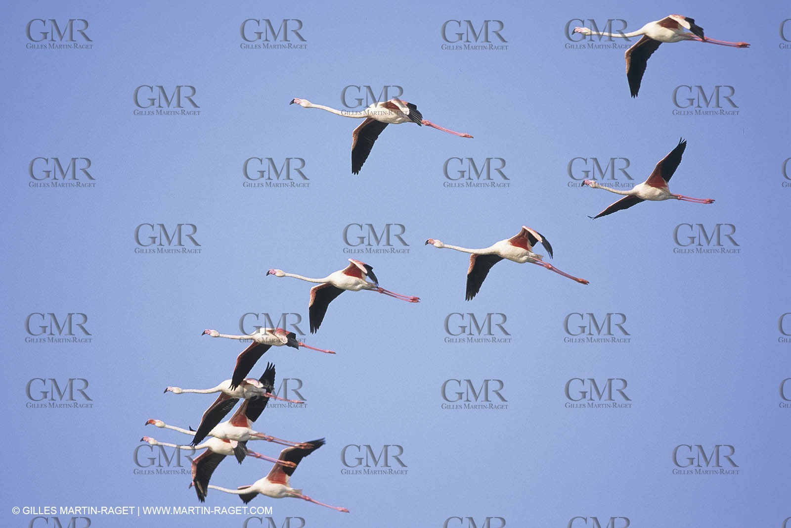 France, Provence, Camargue, Birds, Flamants, flamingos