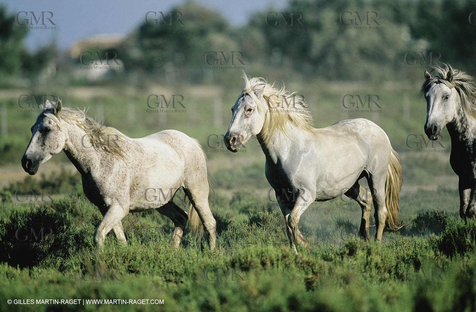2000-2010- Arles - Les Saintes Maries de la mer (FRA,13) - Camargue horses