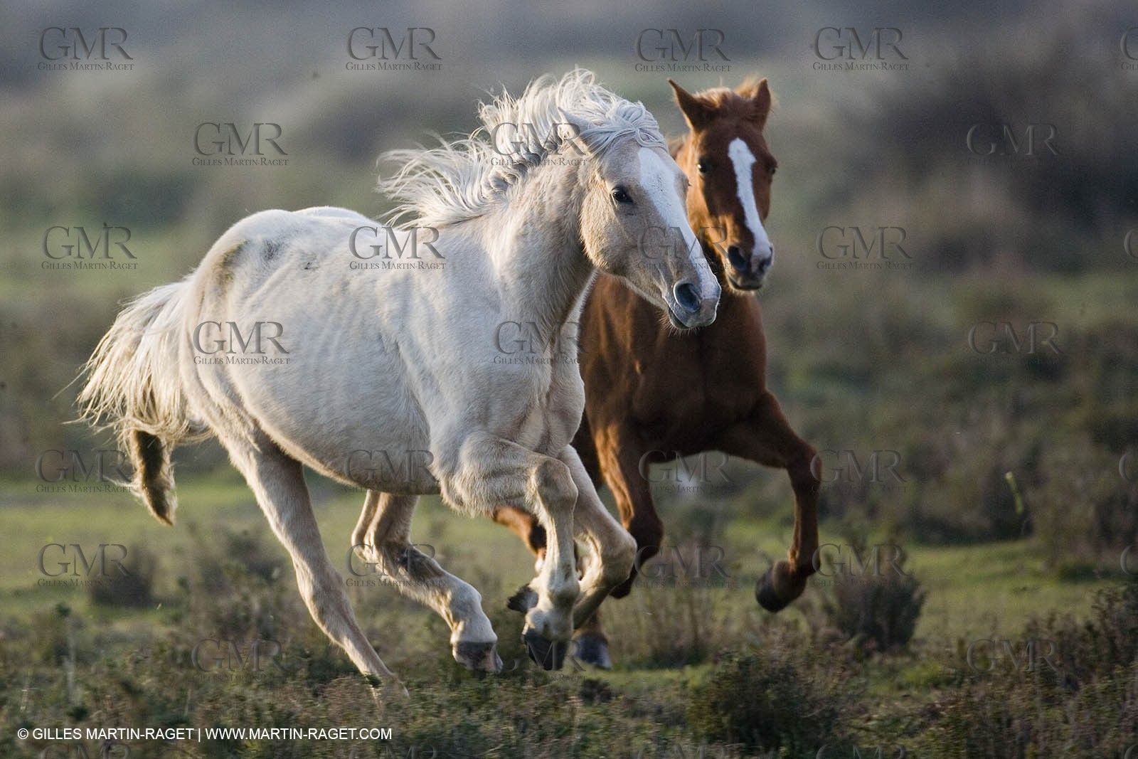23 12 2006 - Saintes Maries de la Mer - Camargue horses