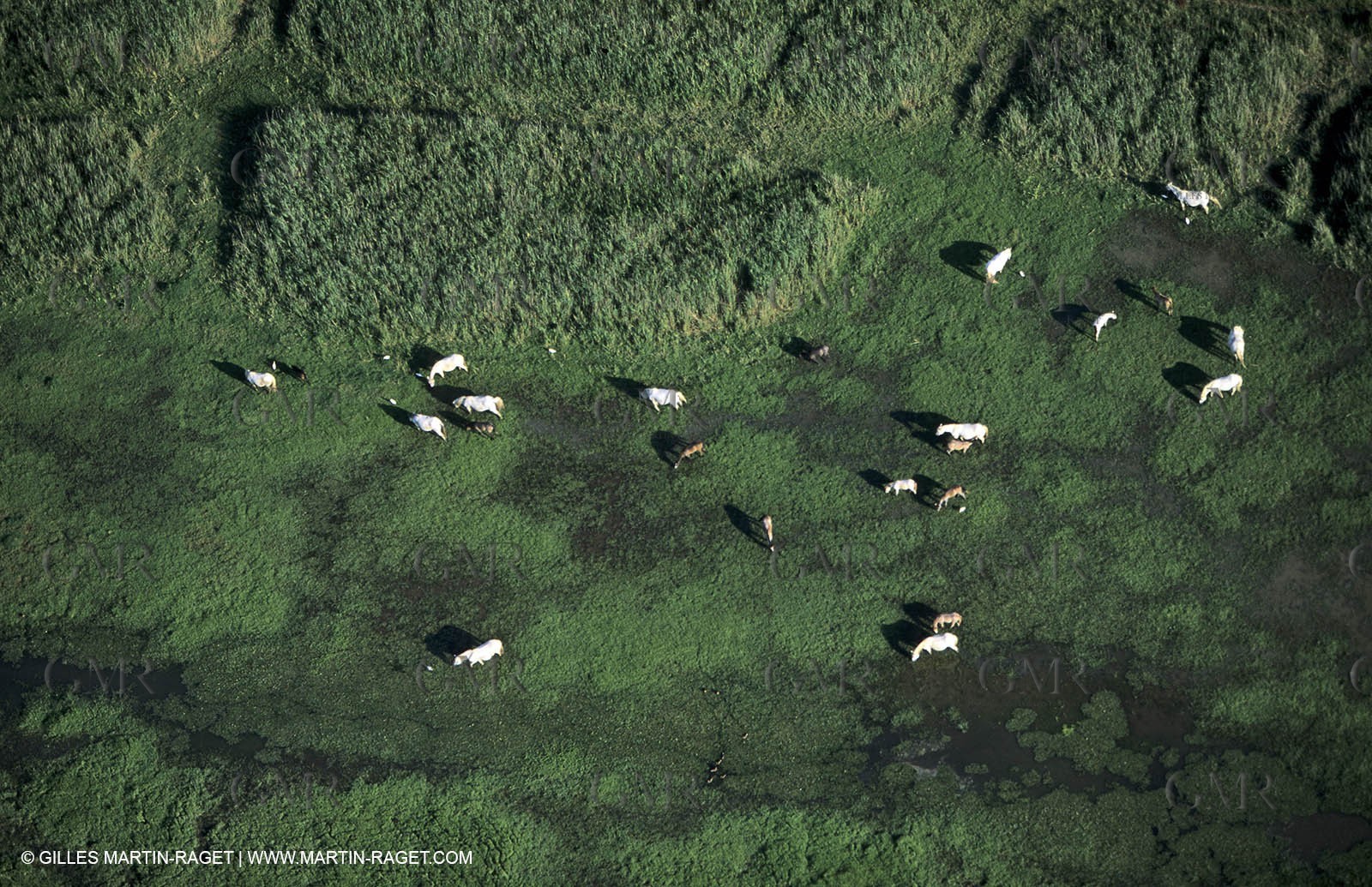 Vigueyrat ponds, camargue horses