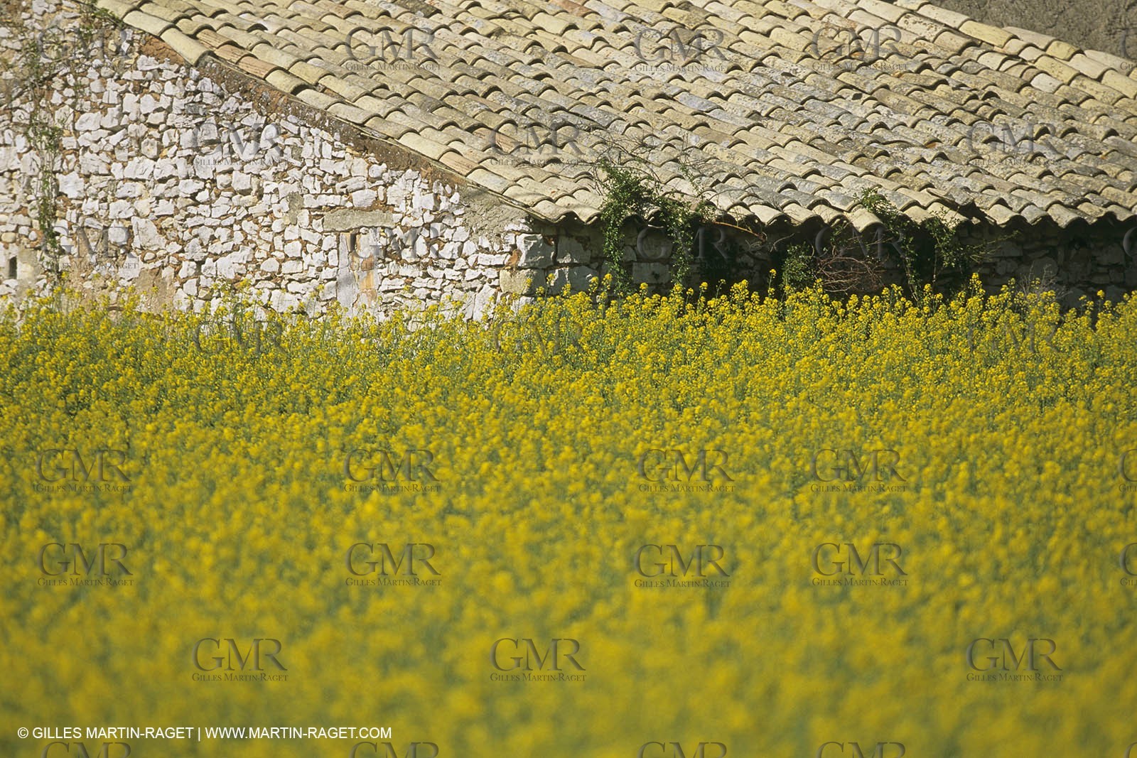 France, Provence, champs de Colza