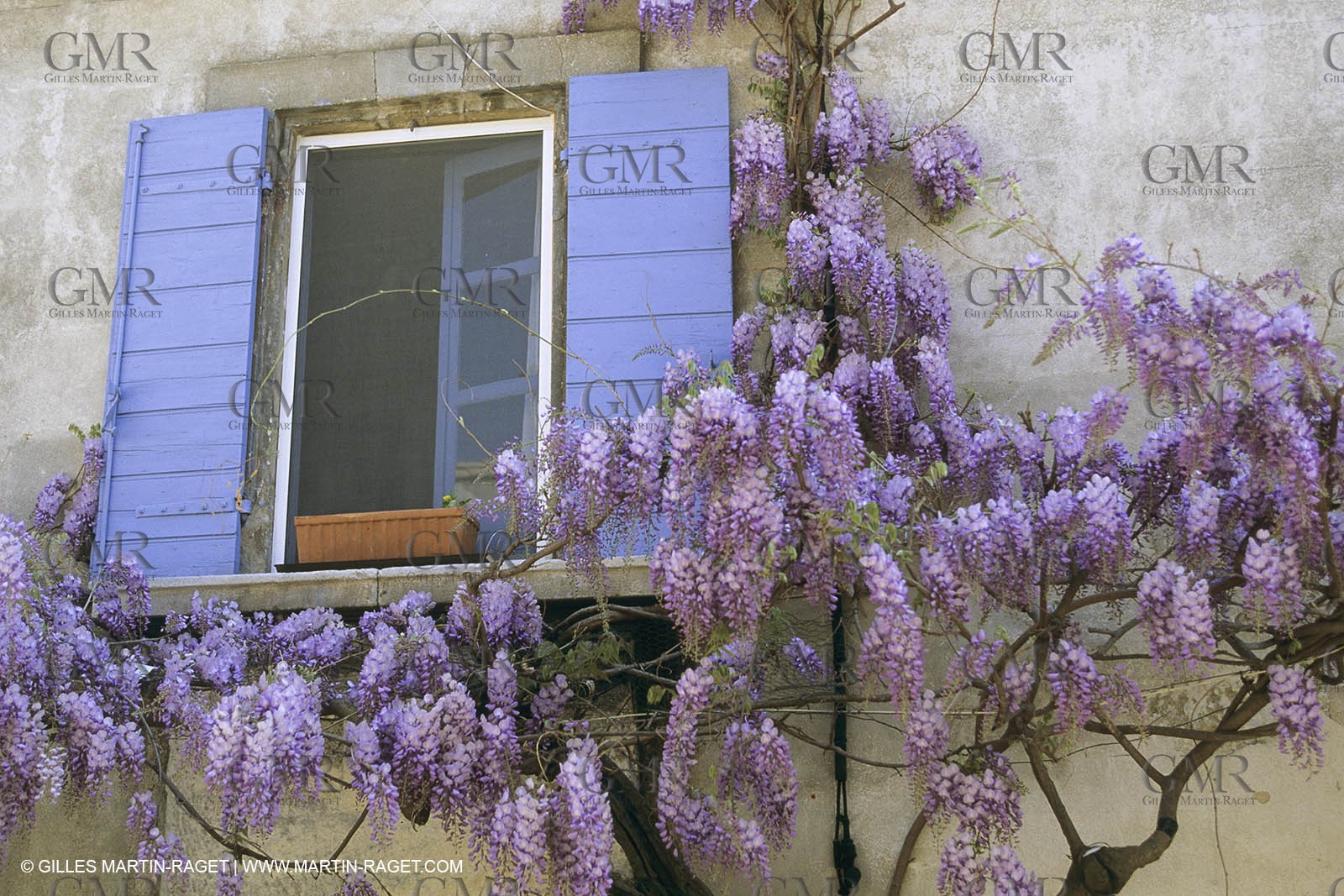France, Provence, Glyines en fleur