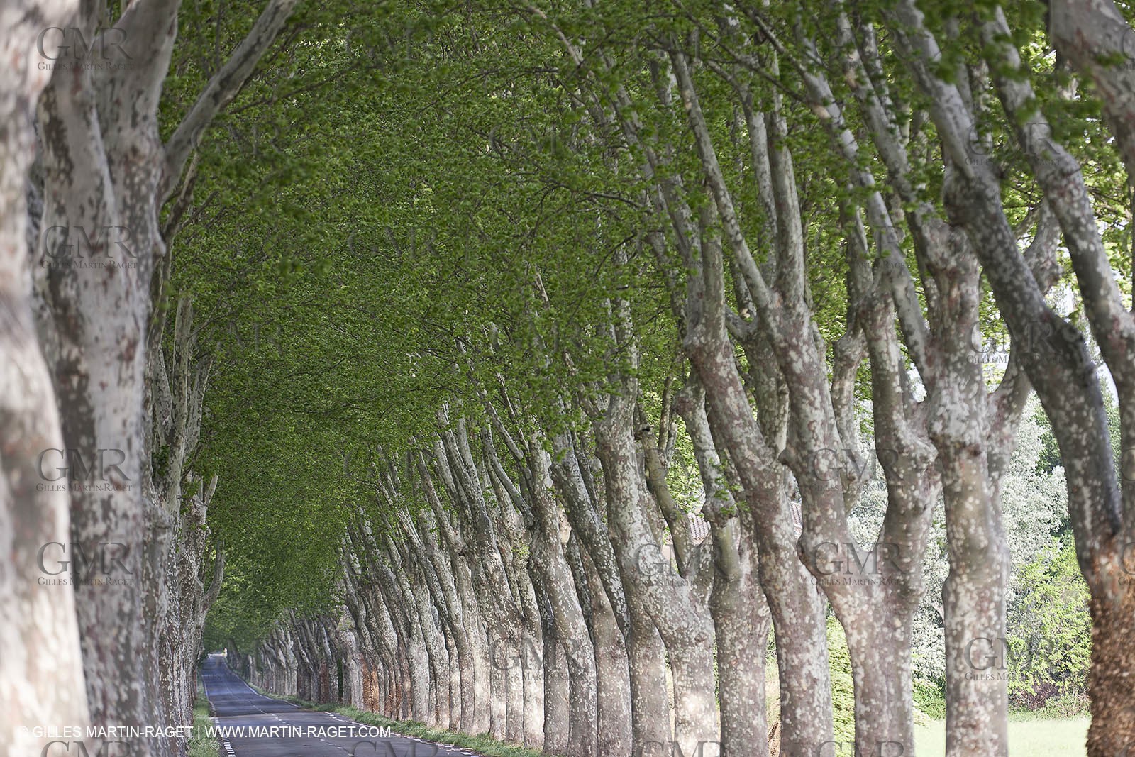 29 04 2012 ( Saint Rémy de Provence (FRA, 13) - Chaîne des Alpilles vers Romanin