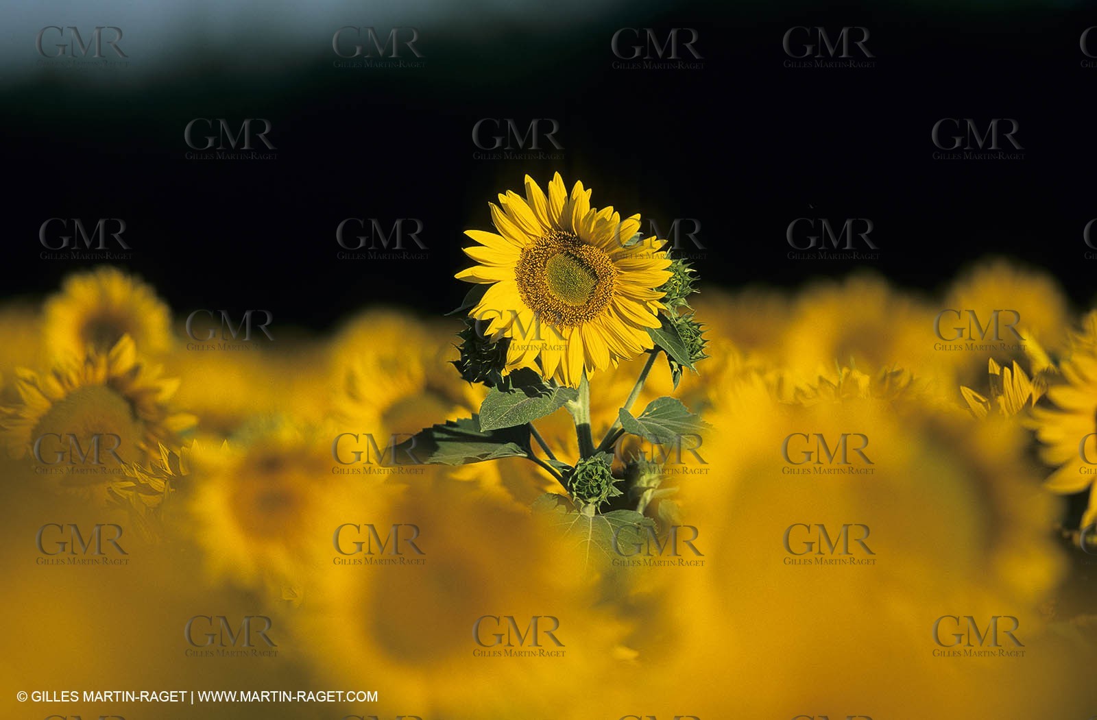 Luberon (FRA,84), Sunflower fields
