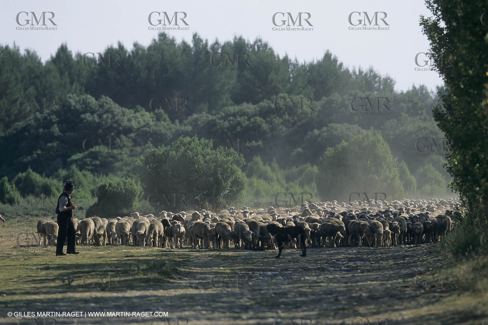 France, Provence, Moutons, bergers, élevage, transhumance